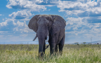 The Elephant in the Op