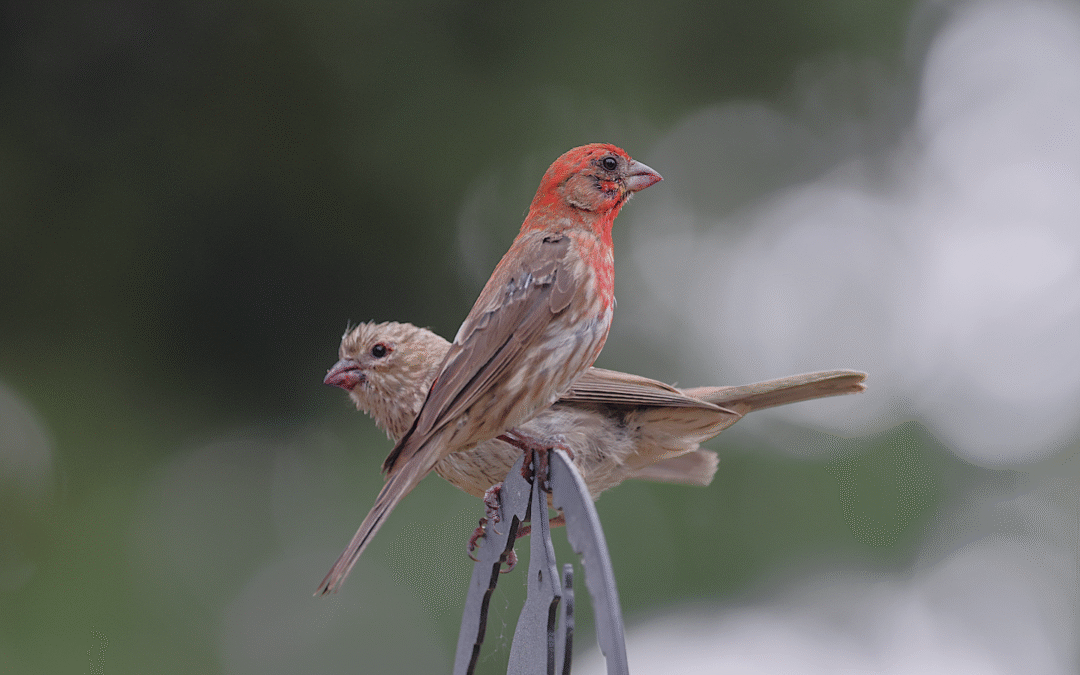 Survival of the Opportunist