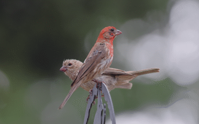 Survival of the Opportunist