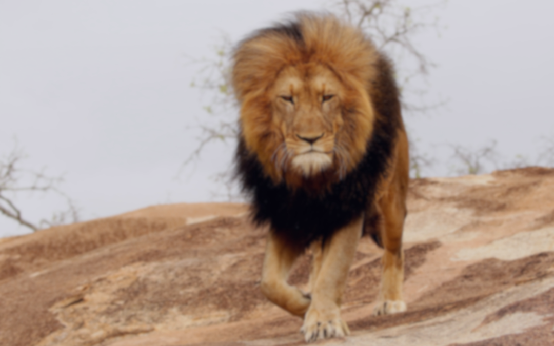 The Lion and the Silo